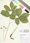 Aralia nudicaulis