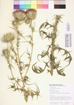 Cirsium vulgare