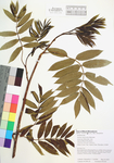 Sorbus americana