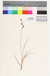 Carex bigelowii