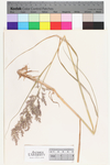 Calamagrostis canadensis var. canadensis