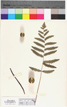 Woodwardia virginica
