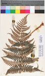 Dryopteris marginalis