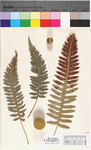 Polypodium virginianum