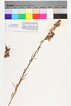 Linaria vulgaris