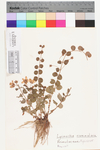 Lysimachia nummularia