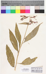 Lobelia cardinalis