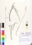 Carex sp.