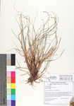 Carex brunnescens