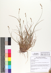 Carex brunnescens