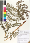 Dryopteris campyloptera