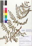 Dryopteris campyloptera