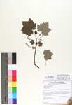Ribes glandulosum