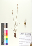 Juncus brevicaudatus