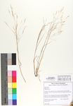 Agrostis sp.